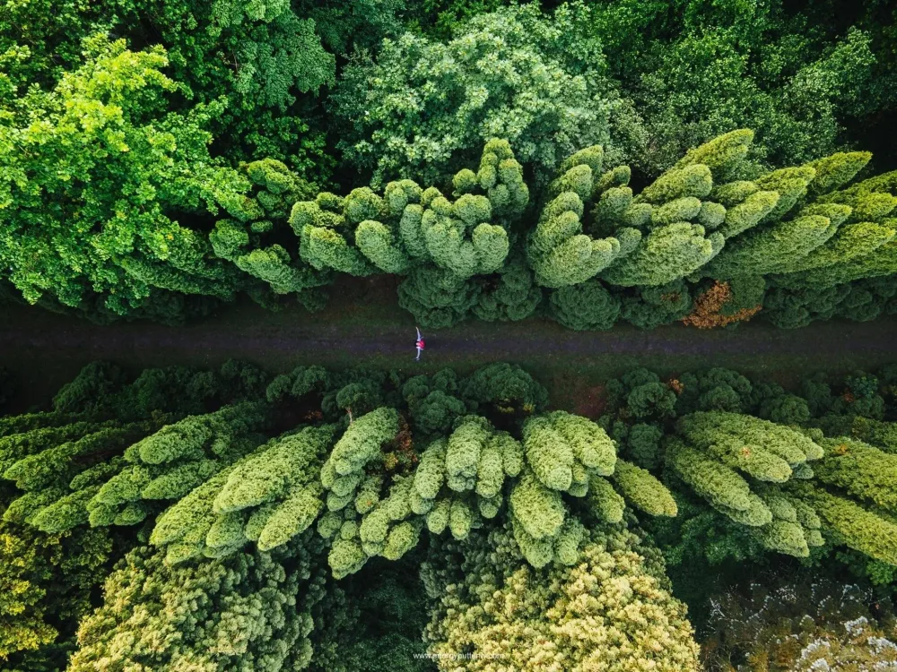 Алея півстолітніх дугласій Мензиса / Арборетум у Страдчі