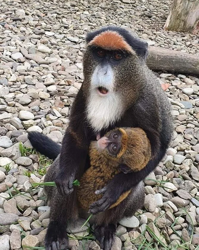 Зоопарк "Лімпопо"