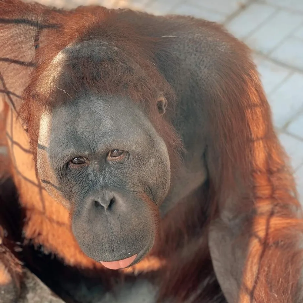 Зоопарк "Лімпопо"