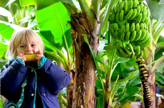 Бананова ферма